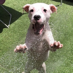 Fundraising Page: Magnolia (Mags) DiSalle